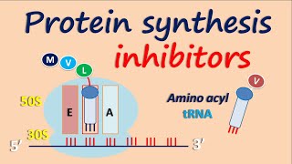 Protein synthesis inhibitors [upl. by Edroi750]