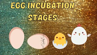 Egg Incubation Stages [upl. by Sternick84]