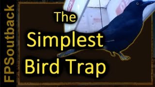 The Simplest Bird Trap [upl. by Llenrad]