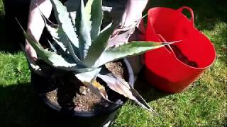 Repotting a neglected Agave [upl. by Blanche894]