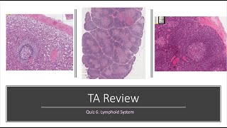 Histology Basics TA Review Lymphoid System [upl. by Maynard]