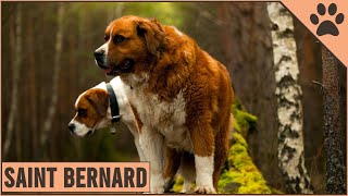 Saint Bernard Dog Breed Information  Dog Breed [upl. by Squier]