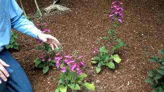 Digitalis purpurea  Foxglove  Landscape and Garden Flowers [upl. by Elisha]