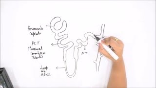 How to draw nephron of kidney [upl. by Ahders]