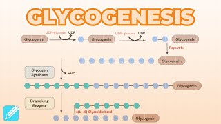 Glycogenesis Glycogen Synthesis  Metabolism [upl. by Deidre231]