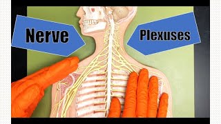 Nerve Plexuses [upl. by Oys]