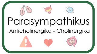 Parasympathikus – Pharmakologie Anticholinergika Atropin Scopolamin  Cholinergika Neostigmin [upl. by Ahen]