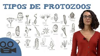 Tipos de protozoos [upl. by Ynnhoj]