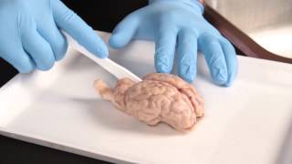 Carolina Quick Tip® Sheep Brain Dissection [upl. by Kirimia]