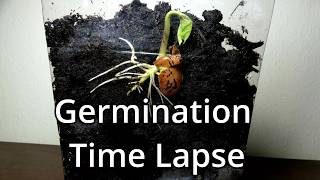 Germination Of A Seed Time Lapse [upl. by Artap]