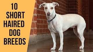 10 Amazing Short Haired Dog Breeds [upl. by Apfel656]