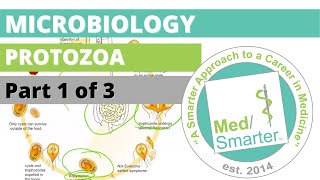 Protozoa  Microbiology  USMLE STEP 1  Part 1 of 3 [upl. by Loy118]