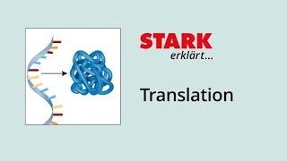 Translation Proteinbiosynthese  STARK erklärt [upl. by Yesrod]