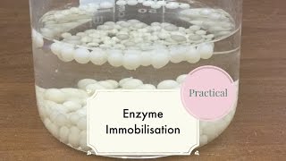 Enzyme ImmobilisationLeaving Cert Biology [upl. by Meghann]