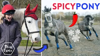 SPICY PONIES  the Coldest Day with the Horses  This Esme [upl. by Ahsart]