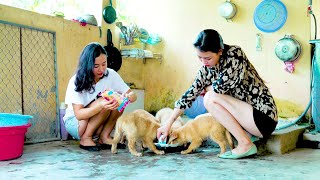 Susu Vlog  Feed the beautiful puppies while they are very hungry [upl. by Rogergcam558]