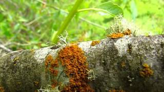 Lichen Identification Methods [upl. by Yrollam812]