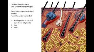 integumentary system part 2 [upl. by Hilda576]