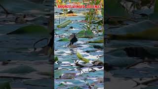 bronzewinged jacana [upl. by Llet]