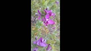 planta de Polygala myrtifolia [upl. by Maureene749]