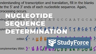 Nucleotide Sequence Determination from Transcription to Translation [upl. by Tomkins]