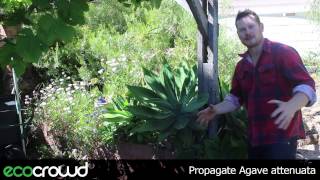 How to Propagate Agave attenuata [upl. by Yaakov]