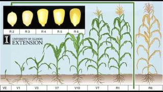 Corn Growth Process [upl. by Elyrrad]