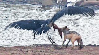 Jackal Kills Stork in an Epic Battle [upl. by Corwun616]