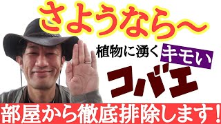 【悩むだけ無駄です】店長が植物に発生する不快なコバエの撃退方法を教えます！意外と知らないコバエの特徴を利用して効率的かつ確実に退治します 園芸初心者でもわかりやすく解説します！ [upl. by Violette657]