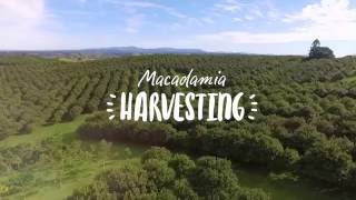 Macadamia harvesting [upl. by Penman]