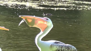 Pelican vs Pigeon  St James Park [upl. by Darian]