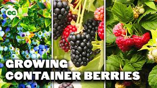 How to Grow Raspberries Blueberries and Blackberries in Containers [upl. by Landy]