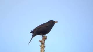 Common blackbird song  Turdus merula [upl. by Braden]