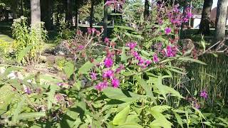 Ironweed Vernonia  A large plant with as much to offer [upl. by Devora]