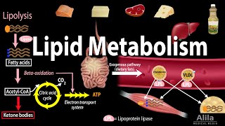 Lipid Fat Metabolism Overview Animation [upl. by Natie12]