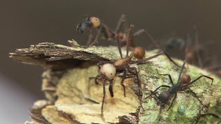 Killer Ants of Amazon Forest Wildlife Documentary [upl. by Bain742]