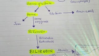 Bilirubin metabolism [upl. by Helaina]