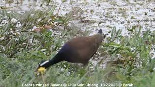 Bronzewinged Jacana  Chiu S C DSCN4589 [upl. by Llemart]