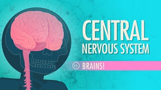 Central Nervous System Crash Course Anatomy amp Physiology 11 [upl. by Irpak]