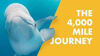 The Amazing Journey Of Tyonek  A Stranded Beluga Calf Rescued By SeaWorld [upl. by Ranjiv73]