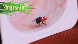 Minuscule  The magic fly  La mouche magique Season 2 [upl. by Yedsnil]