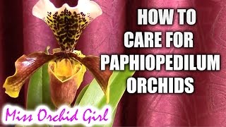 How to care for Paphiopedilum orchids  watering fertilizing reblooming [upl. by Analra]