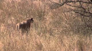 Lion Hunts Gazelle in Serengeti [upl. by Audley]