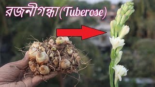 How to grow and care rajnigandha flower plant or Tuberose  রজনীগন্ধার সম্পূর্ন পরিচর্যা। [upl. by Reehsab438]