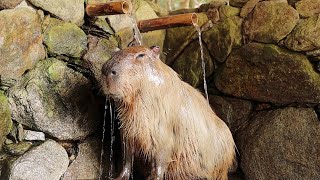 Luxury Animal Shower  Capybara Showering Best Video You will Ever See [upl. by Sorazal]