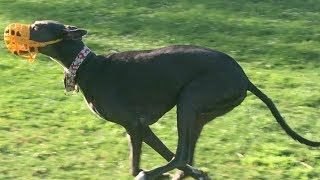 Greyhounds Chase the Fastest Husky at a Dog Park [upl. by Nishom]