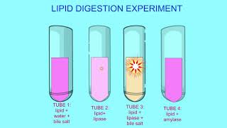 lipid digestion experiment [upl. by Gavan]