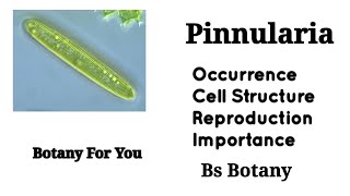 Pinnularia Explained Occurrence Cell Structure locomotion And Reproduction Botany For You [upl. by Nonnac]