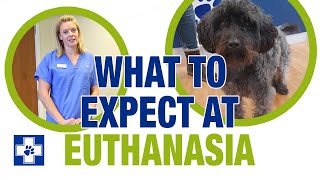 What to expect at pet euthanasia [upl. by Rothenberg732]