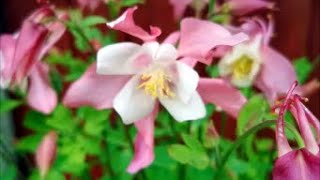 How to Grow Aquilegia From Seed [upl. by Eiramanna128]